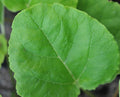 Big deep green rough textured round leaves