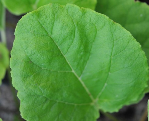 Big deep green rough textured round leaves