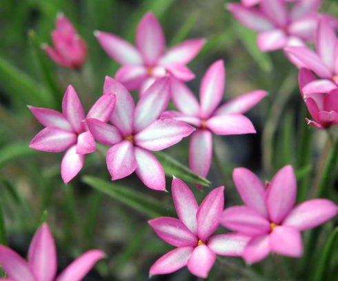 White and pink flowers.