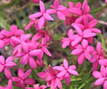 Good pink flowers in summer