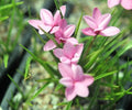 Pale pink good sized flowers.
