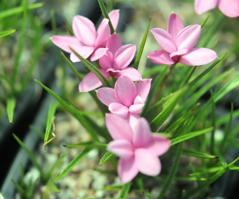 Pale pink good sized flowers.