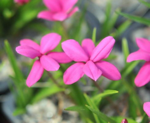 Mid to deep pink flowers.