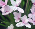 White and pink flowers.
