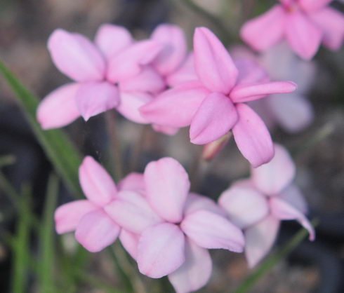 Pale pink large flowers.