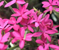 Good deep pink flowers in summer.