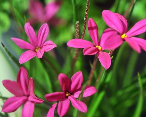 Rich deep pink flowers