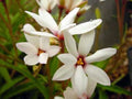 Creamy white flowers with a red eye