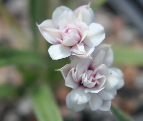 Nice double flower with palest pink centre.