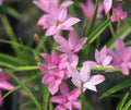 mid pink flowers in abundance.