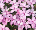 Many soft pink flowers