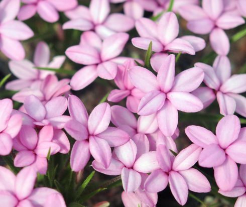 Many soft pink flowers