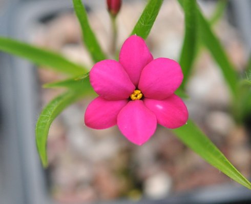 Cerise pink flowers of a good size