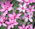 Nice medium to deep pink starry flowers.