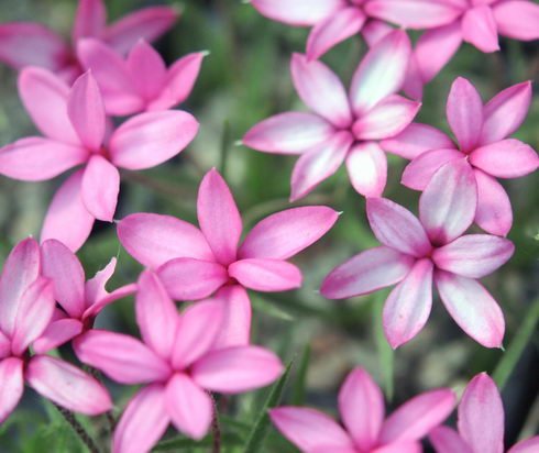 Nice medium to deep pink starry flowers.