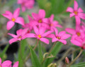 Lovely pink starry flowers