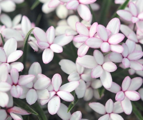 Picotee type white flower with pink petal edges.