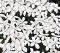 small clean white flowers in masses