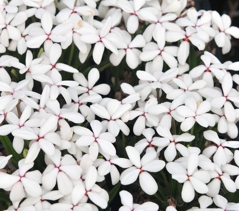 small clean white flowers in masses
