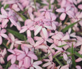 Numerous small pale pink flowers in masses