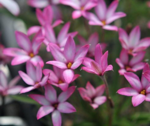 Strong picotee pink with deper shading to the end of the petal.