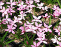 Two toned pink and white flowers