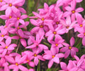 Large mid to deep pink flowers.