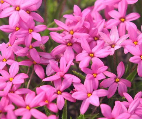 Large mid to deep pink flowers.