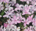 A broad petalled pale pink variety