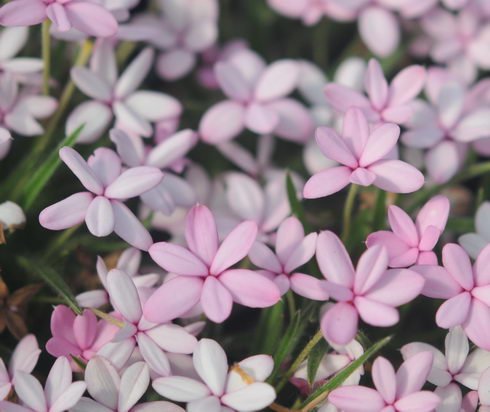 A broad petalled pale pink variety