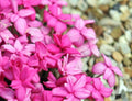 Strong growing deep pink flowers