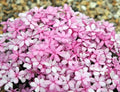 Mid pink flowers in masses