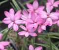 Slightly taller pink to red flowered hybrid.