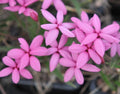 Good sized mid pink flowers.