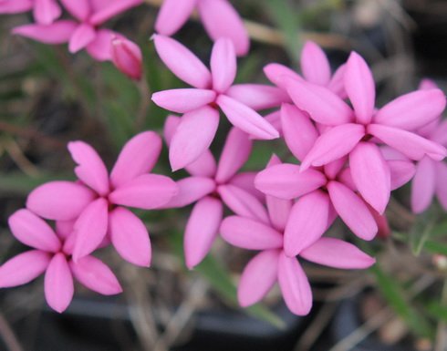 Good sized mid pink flowers.