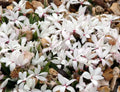 Small white to pale pink flowers