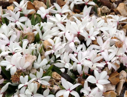 Small white to pale pink flowers