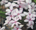 White with pink shading to the petals.