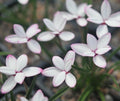 Nice white hybrid with pink edged petals.