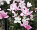 White and pink flowers.