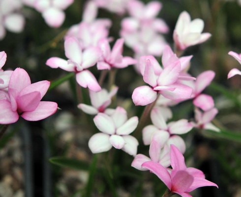 White and pink flowers.