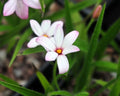 Strong cerise pink flowers
