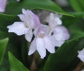 Big white flowers with a purple hint