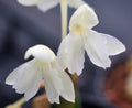 Big palest creamy-yellow orchid like flowers