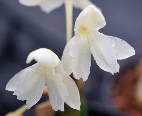 Big palest creamy-yellow orchid like flowers