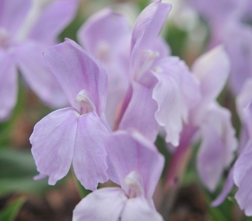 Big pale pink orchid like flowers