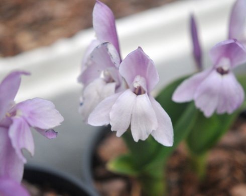 Big palest purple to white flowers.