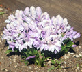 Fabulous large palest pink flowers.
