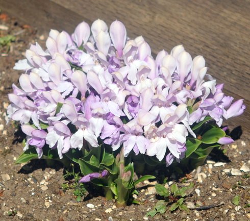 Fabulous large palest pink flowers.