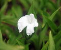 Cleanest white orchid like flowers.
